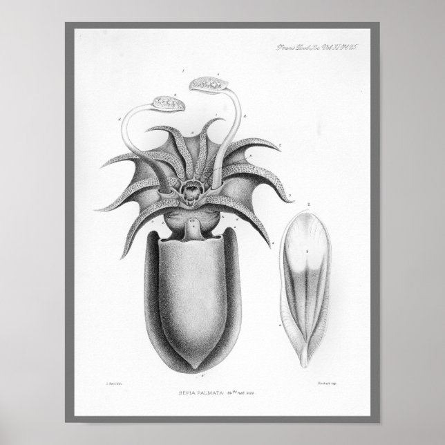 Utskrift av Cephalopod Sea Creatures Vintage Art Poster (Framsidan)