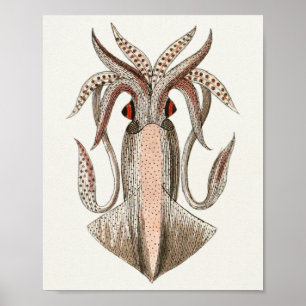 Utskrift av Cephalopod Sea Creatures Vintage Art Poster