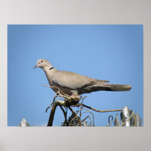 Utskrift av Collated Dove Poster