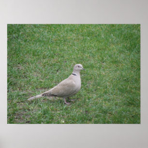 Utskrift av Collated Dove Poster