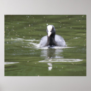 Utskrift av Coot Swimming Poster