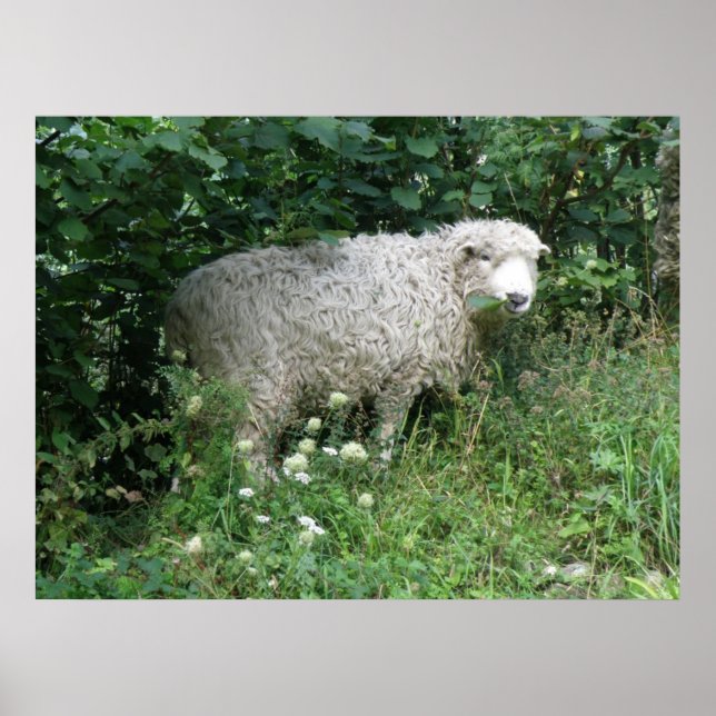 Utskrift av Cute White Fluffy Sheep Poster (Framsidan)
