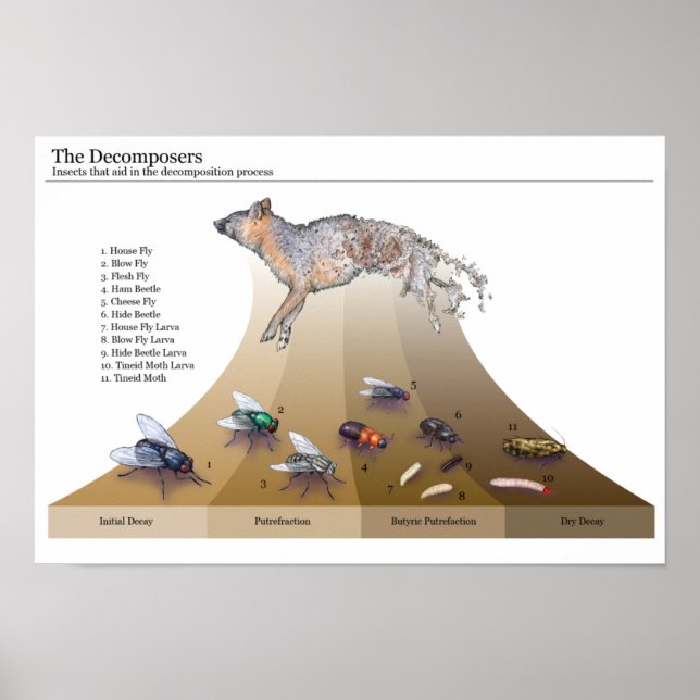 Utskrift av dekomkompositörer poster (Framsidan)
