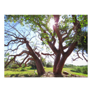 Utskrift av fantastisk Gumbo Limbo Träd Sol Fototryck