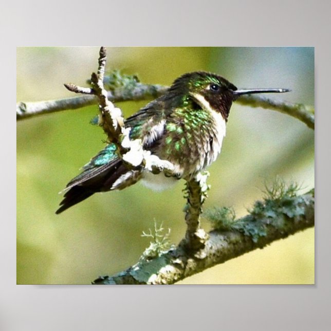 Utskrift av fotocellväggsdekör för Hummingbird Poster (Framsidan)