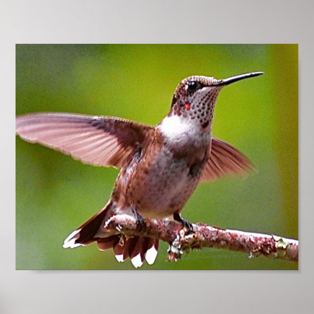 Utskrift av fotocellväggsdekör för Hummingbird Poster (Framsidan)