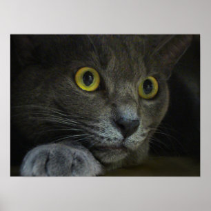 Utskrift av intensitet poster