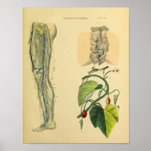 Utskrift av Leg Lymphatics Veins Anatomy Vinatge A Poster