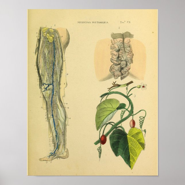 Utskrift av Leg Lymphatics Veins Anatomy Vinatge A Poster (Framsidan)