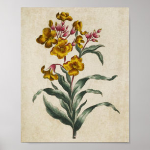 Utskrift av löstagbar vintage för botaniska Blommi Poster