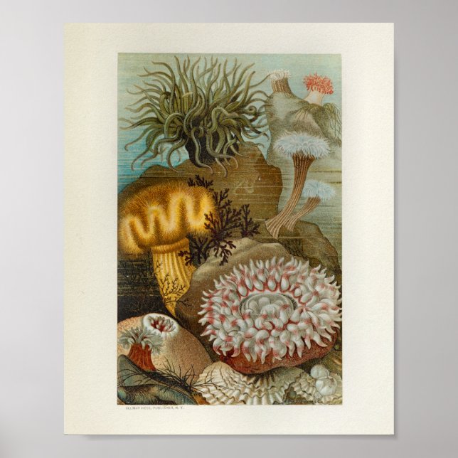 Utskrift av marin livslängd för Coral Sea Anemone Poster (Framsidan)