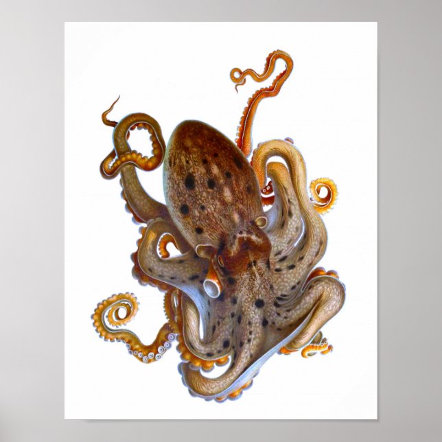 Utskrift av Octopus Sea Creator Poster (Framsidan)