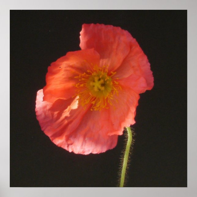 Utskrift av projektionsyta - stäng upp blomma poster (Framsidan)