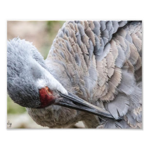 Utskrift av Sandhill Crane-fotografik Fototryck