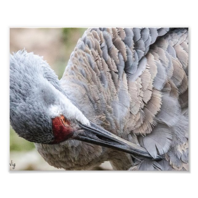 Utskrift av Sandhill Crane-fotografik Fototryck (Framsidan)