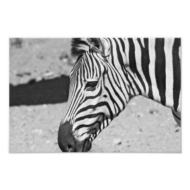 Utskrift av Stäng av Zebra Fototryck (Framsidan)
