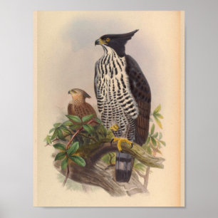 Utskrift av svart, vit, bestulen Vintage av fågela Poster