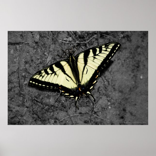 Utskrift av tiger för östra poster (Framsidan)