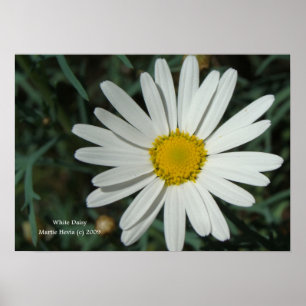 Utskrift av vit Daisy - Markera Ram Poster