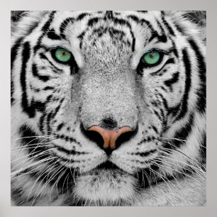 Utskrift av vit tiger Ansikte Poster