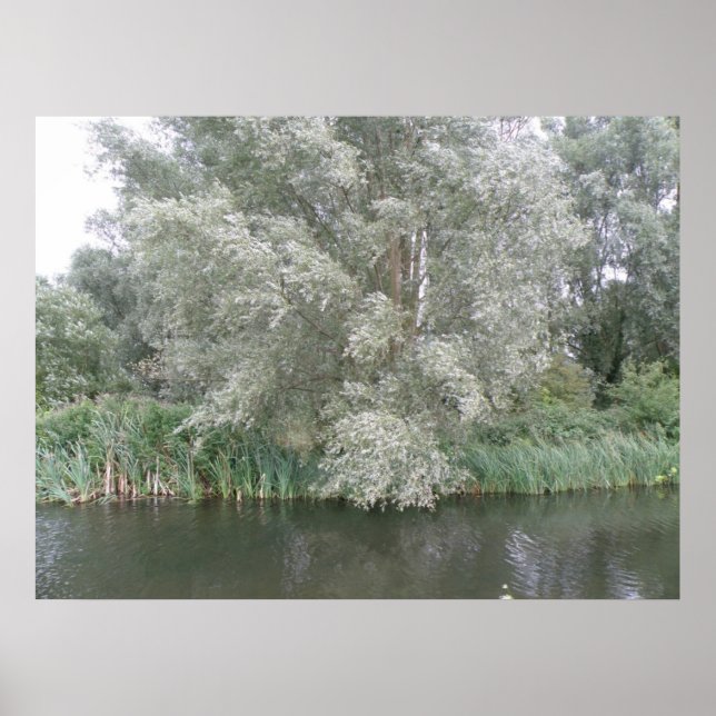 Utskrift av vit Träd och liggande vatten Poster (Framsidan)
