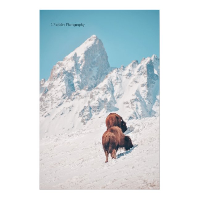 Utskrift av Wall Art Mountain Bison Fototryck (Framsidan)