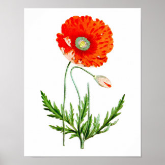 Utskrift nr 4 av Röd vallmoblommans blomstervägg Poster
