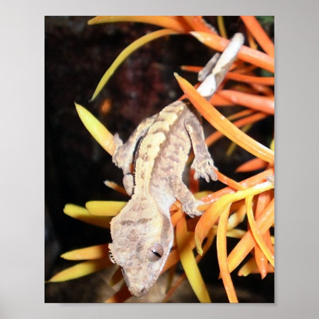 Utskrift/Poster av bestred Gecko i baby Poster (Framsidan)