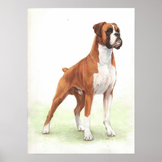 Utskrift Poster för Boxer Hund Porträtt (Framsidan)
