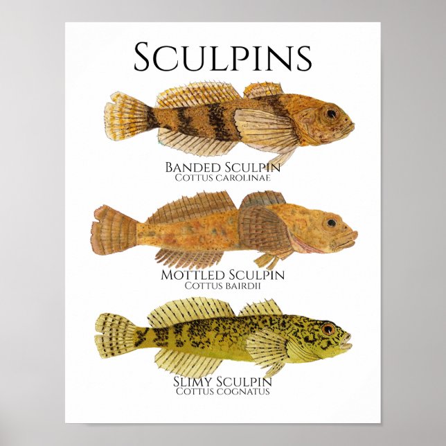 Utskrift, Värdeaffischpapper (Matte) Poster (Framsidan)