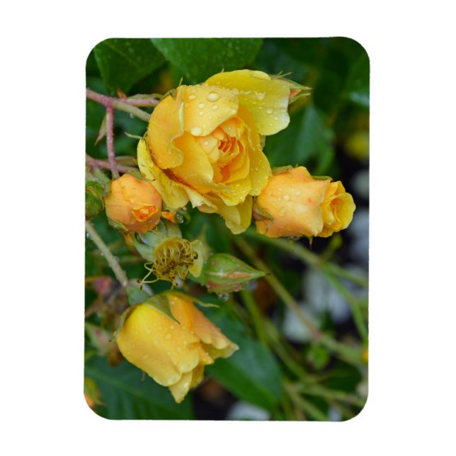 Utskriftsmagnet gult vår ro blommigt magnet (Vertikal)