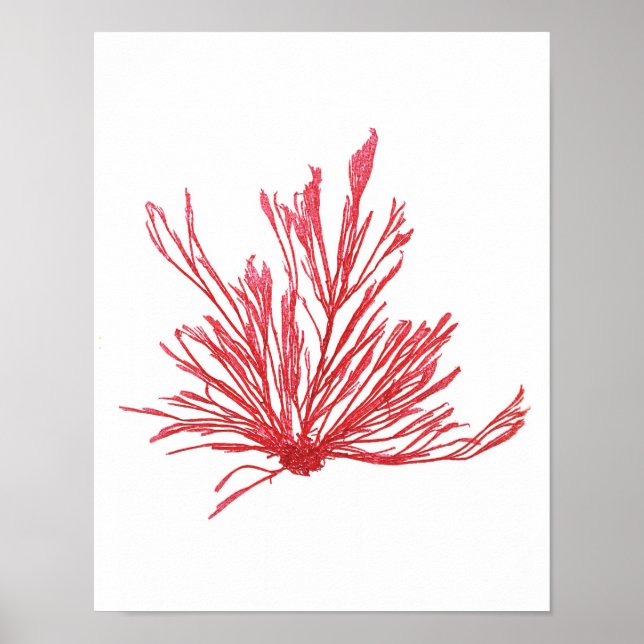 Utskriftsnr 1 för rödkonst för Sjögräs Poster (Framsidan)