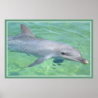 Utskriftspremie för delfiner poster