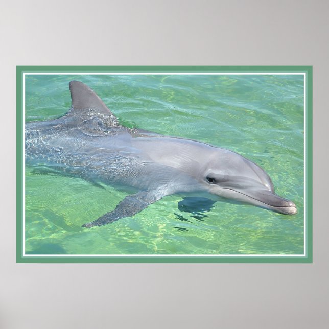 Utskriftspremie för delfiner poster (Framsidan)