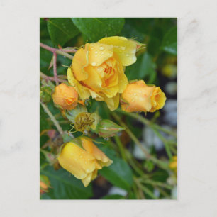 Utskriftsvykort för blommigt i gult vår ro vykort
