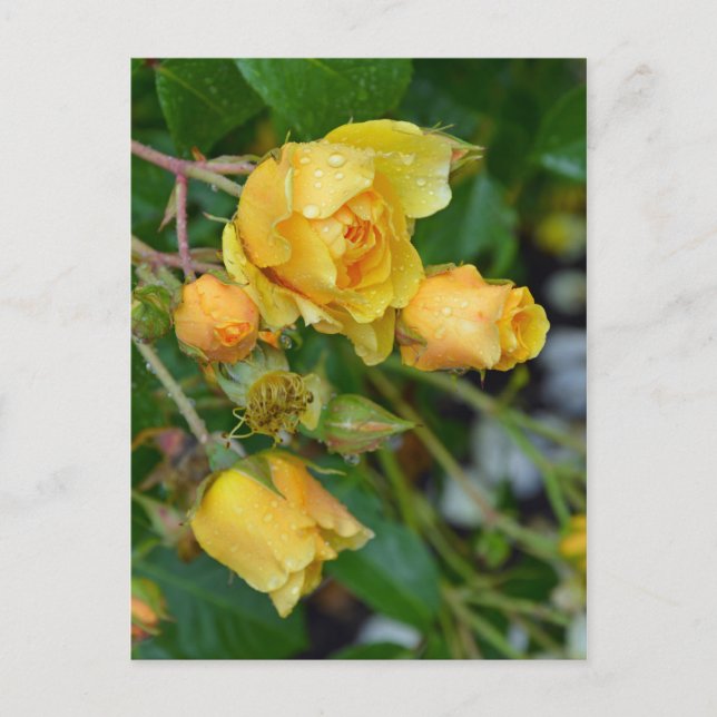 Utskriftsvykort för blommigt i gult vår ro vykort (Framsida)