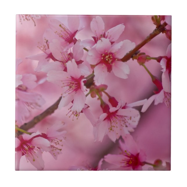 Utslaktad i Rosa Japanska Cherry Blommars II Tile Kakelplatta (Framsidan)