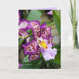 Utsmyckad damOrchid Kort