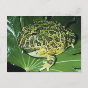 Utsmyckad Horned groda, (den Ceratophrys Vykort