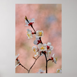 Utsökta japanska Apricot Flowers Poster