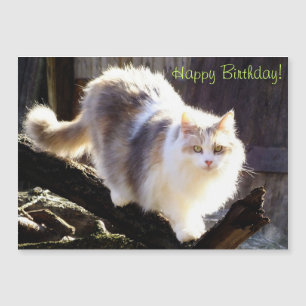 Utspädd Calico Maine Coon Cat Birthday