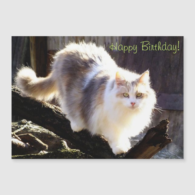 Utspädd Calico Maine Coon Cat Birthday (Framsida)