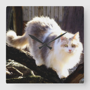 Utspädd Calico Maine Coon Cat Clock Fyrkantig Klocka