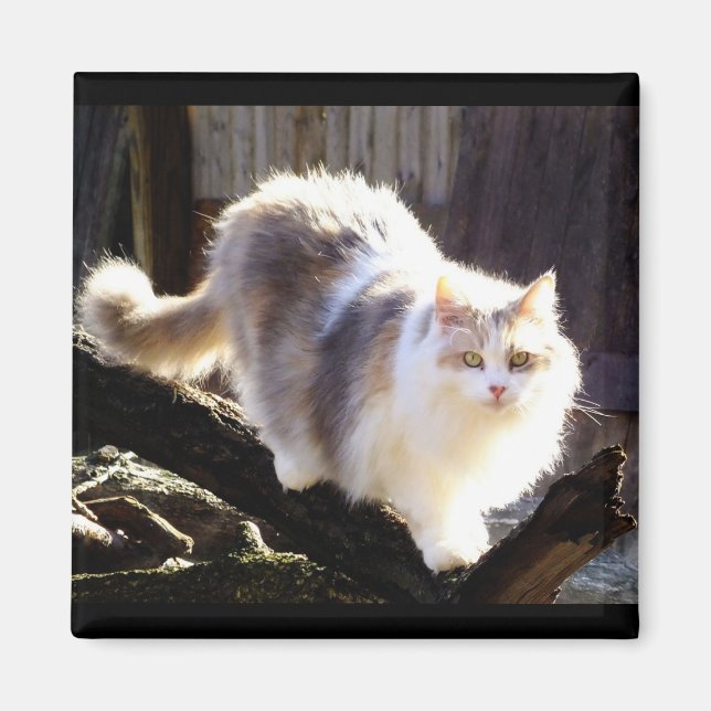 Utspädd Calico Maine Coon Cat Magnet (Framsidan)