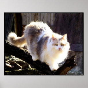 Utspädd Calico Maine Coon Cat Poster