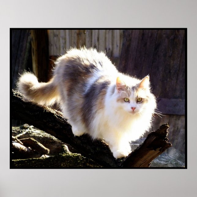 Utspädd Calico Maine Coon Cat Poster (Framsidan)