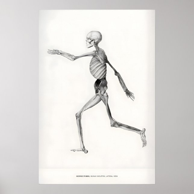 Utställning Konsttryck George Stubbs Människans sk Poster (Framsidan)