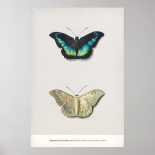 Utställning Konsttryck Georgius van Os Two Poster