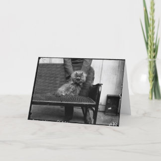 Utställningkattklubb - Mondial 493 Kort