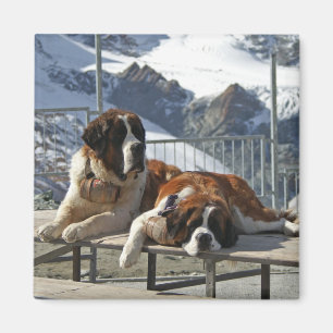 uttråkad st bernard magnet